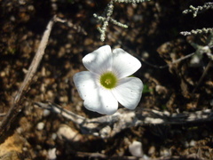 Oxalidaceae