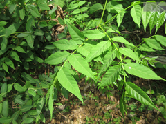 Picrasma quassioides