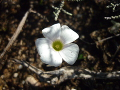 Oxalidaceae