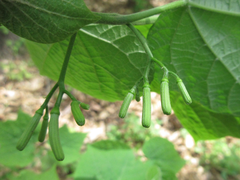 Alangium platanifolium