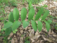Polygonatum odoratum thunbergii