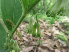 Polygonatum odoratum thunbergii