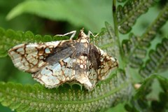 Omphisa anastomosalis