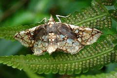 Omphisa anastomosalis