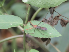Endochus cingalensis