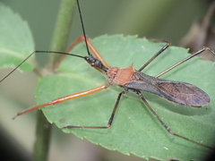 Endochus cingalensis