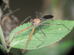 Endochus cingalensis