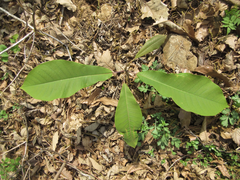 Magnolia obovata