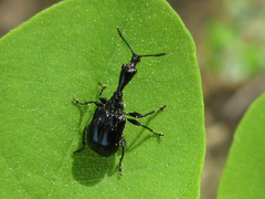 Cycnotrachelus cyanopterus