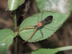 Endochus cingalensis