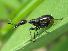 Cycnotrachelus cyanopterus