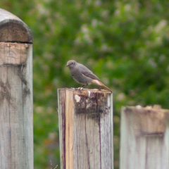Phoenicurus ochruros