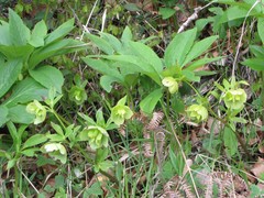 Helleborus cyclophyllus