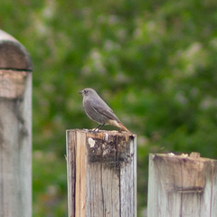 Phoenicurus ochruros