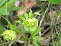 Helleborus cyclophyllus