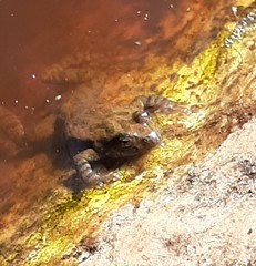 Crinia flindersensis