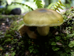 Tricholoma viridiolivaceum