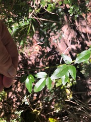Jasminum didymum racemosum