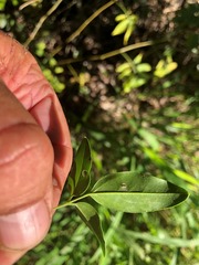 Jasminum didymum racemosum