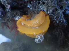 Image of Dendrodoris citrina