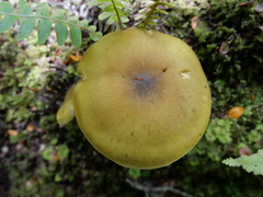 Tricholoma viridiolivaceum