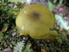 Tricholoma viridiolivaceum