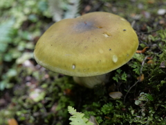 Tricholoma viridiolivaceum