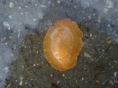 Dendrodoris citrina