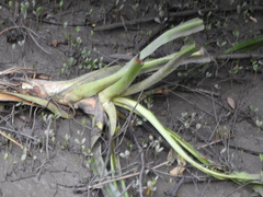 Crinum pedunculatum