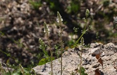 Reseda alba