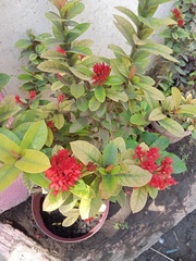 Ixora coccinea