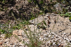 Reseda alba