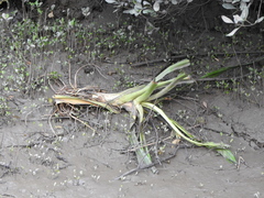 Crinum pedunculatum