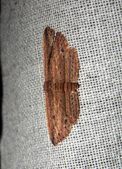 Hyposada hydrocampata