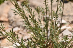 Reseda alba