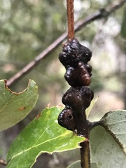 Disholandricus chrysolepidis