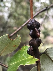 Disholandricus chrysolepidis