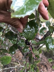 Disholandricus chrysolepidis