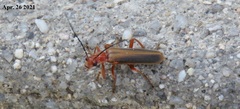 Cantharis soeulensis