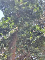 Agathis dammara