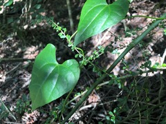 Tinospora smilacina