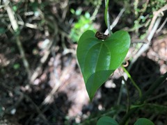 Tinospora smilacina