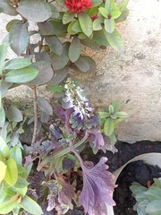 Coleus scutellarioides