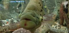 Osphronemus goramy