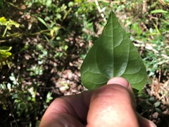Tinospora smilacina