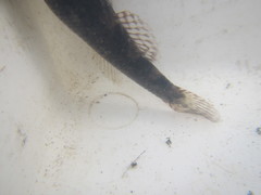 Gobiomorphus huttoni