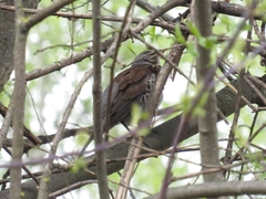 Turdus pilaris