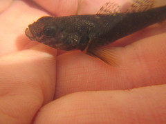 Gobiomorphus huttoni