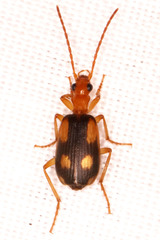 Brachininae