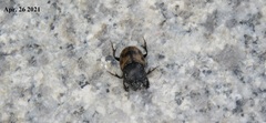 Onthophagus japonicus